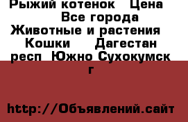 Рыжий котенок › Цена ­ 1 - Все города Животные и растения » Кошки   . Дагестан респ.,Южно-Сухокумск г.